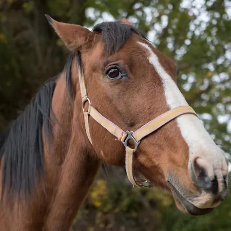Chulilla Villarroya de los Pinares